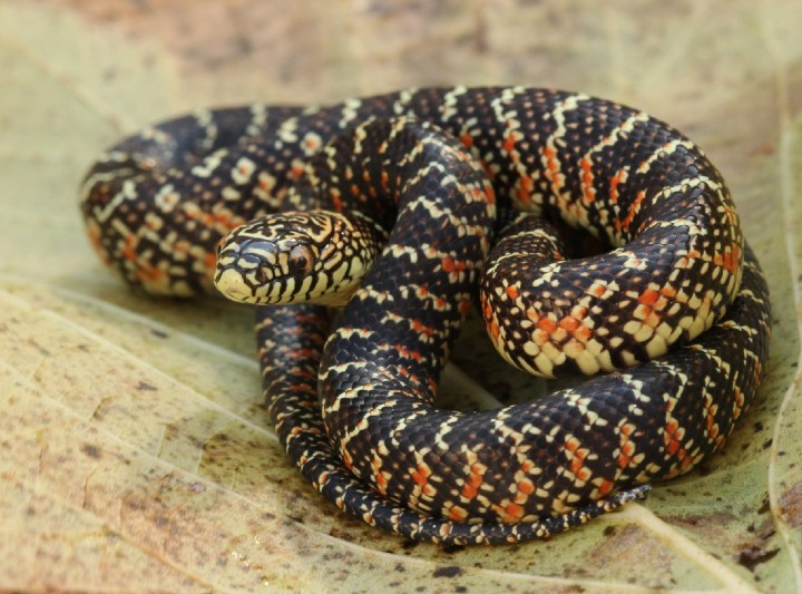 Brook's Kingsnake